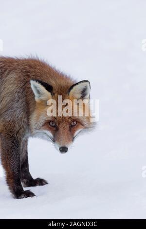 Curieux le renard roux (Vulpes vulpes) de nourriture dans la neige en hiver Banque D'Images
