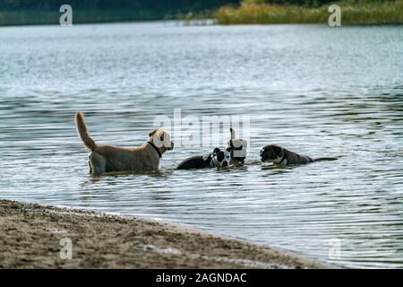 Quatre chiens jouer ensemble dans l'eau du lac de Grunewald à Berlin Banque D'Images