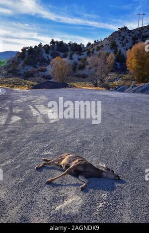 Dead White-tailed deer doe mule ou frappé par une voiture ou camion couché tués sur le bord de la route, triste roadkill dans les Rocheuses de l'Utah. USA. Banque D'Images