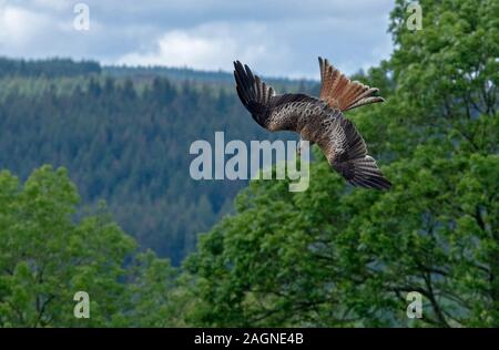 Kite-Milvus rouge milvus plongées. Banque D'Images