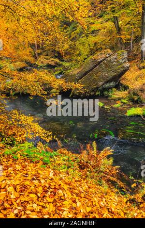 Rivière avec les feuilles d'automne et de rochers sur la rivière Kamenice Bohemian en Suisse. Près de la gorge sauvage. Banque D'Images