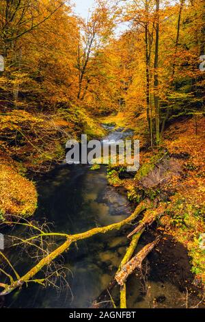 Rivière avec les feuilles d'automne et de rochers sur la rivière Kamenice Bohemian en Suisse. Près de la gorge sauvage. Banque D'Images