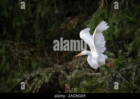 Grande Aigrette sur la rivière Long Tom Kirk à Pond Park, Fern Ridge Reservoir, Willamette Valley, Oregon. Banque D'Images