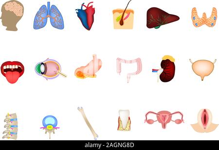 Un ensemble d'organes humains. Cerveau, Cœur, poumons, reins, foie, peau, l'estomac, du colon, du rein, de la vessie, de la thyroïde, de la bouche, des yeux, des vertèbres, des os, dent, Femme Illustration de Vecteur