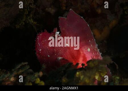 Feuille rose scorpionfish (Taenianotus triacanthus) à Ambon en Indonésie Banque D'Images