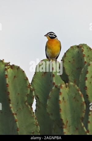 Golden-breasted Bunting (Emberiza flaviventris flaviventris) mâle adulte, perché sur cactus du parc national du lac Mburo, novembre Ouganda Banque D'Images