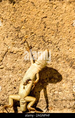 Un lézard, en Italie, mort d'être attaqué par un chat errant. Banque D'Images