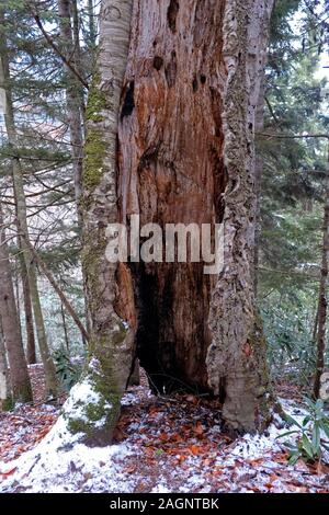 Hêtre sculpté en décomposition tronc de l'arbre en hiver Banque D'Images