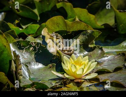 Belle grosse grenouille verte avec de grands yeux, c'est assis sur une feuille de la Lys d'eau dans l'étang Banque D'Images