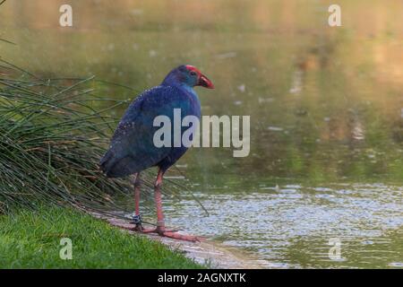 Talève sultane à tête grise (Porphyrio poliocephalus) la marche et la recherche de nourriture dans les marais de la région du Moyen-Orient Banque D'Images