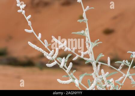 Fleurs du désert blanc, white saxaul (Haloxylon persicum) ou Ghada, dans le vent dans les dunes des Émirats arabes unis. Banque D'Images