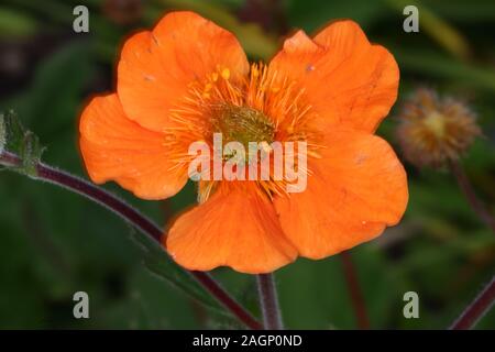 Cosmos atrosanguineus, le cosmos chocolat est une espèce de Cosmos, originaire du Mexique. Son rouge foncé à rouge brunâtre fleurs ont un parfum de chocolat. Banque D'Images