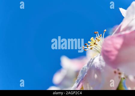 Macro de rose blanc fleur fleurs avec étamines et pistils jaunes détaillée contre un ciel bleu saturé comme copy space Banque D'Images