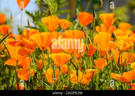 Vue perspective de la grenouille de belle couleur orange coquelicots de Californie Banque D'Images