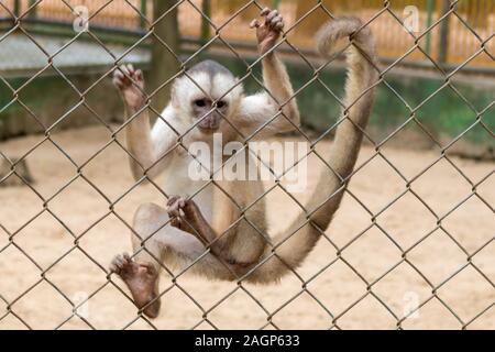 Singes à l'intérieur de cages de zoo dans la ville de Rio Branco dans l'État d'Acre, Brésil Banque D'Images