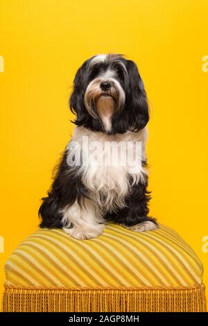 Terrier tibétain classique assise sur un pouf jaune sur fond jaune Banque D'Images