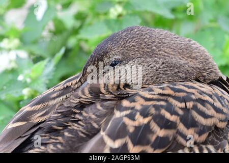 Gros plan d'une femme eider (Somateria mollissima) dormant Banque D'Images