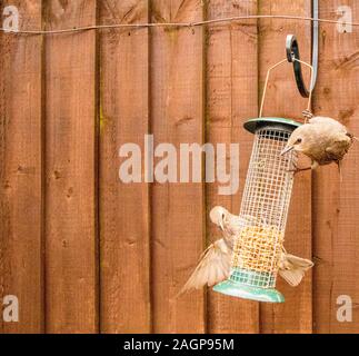 Starling oiseaux mangent d'une mangeoire pour oiseaux dans un jardin typique, au Royaume-Uni. Banque D'Images