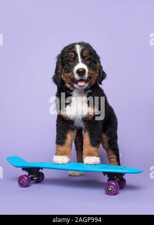 Cute oberland moutain dog puppy sur une planche à roulettes sur fond violet dans une image verticale Banque D'Images