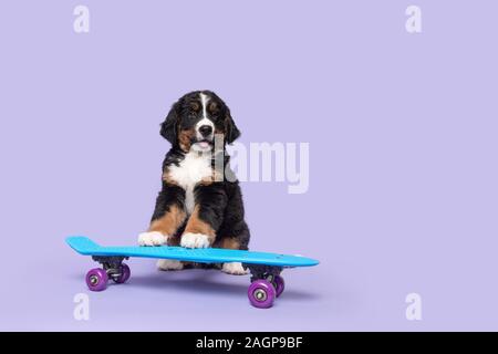 Cute oberland moutain dog puppy sur une planche à roulettes sur fond violet avec espace pour copier Banque D'Images