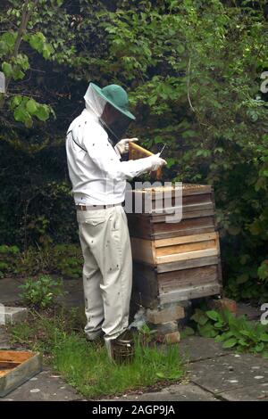 Les abeilles à miel apiculteur fumeurs pour les garder calme lors de l'inspection de ruche Surrey England Banque D'Images