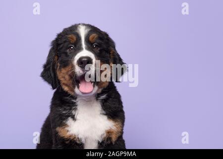 Portrait d'un chiot regardant la caméra sur fond violet Banque D'Images