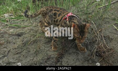 Un chat bengal marche sur l'herbe verte. Kitty Bengal apprend à marcher le long de la forêt. Asian Leopard Cat tente de se cacher dans l'herbe. Chat domestiqué Reed Banque D'Images