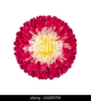 Belle fleur Aster rose isolé sur fond blanc. Callistephus chinensis avec pétales de rose vif et jaune au milieu. Gros plan de l'Aster. Banque D'Images