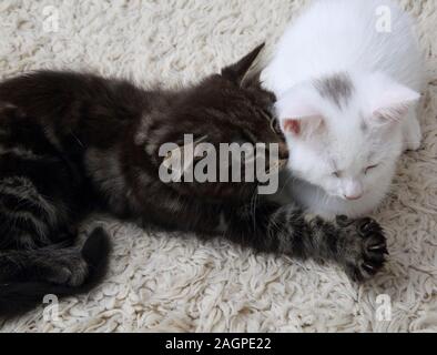 Semaine 10 chatons vieille croix Angora Turc - Un Tabby mâle et un femelle blanc Banque D'Images