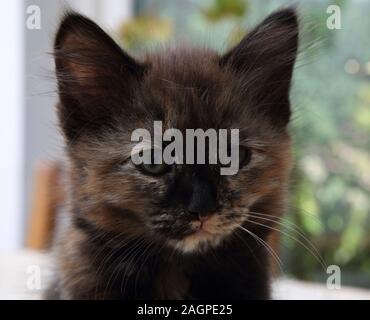 Portrait de chaton de 10 semaines contre Angora Turc - Femelle écaille Banque D'Images