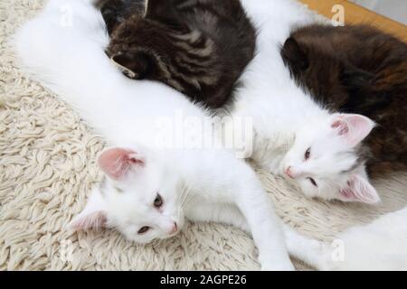 10 semaine chatons Angora Turc - Croix, écaille tabby et blanc avec marquage gris Banque D'Images