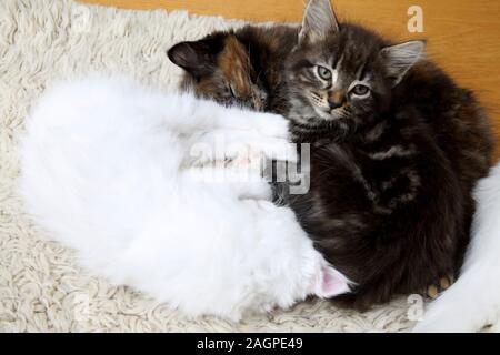 Semaine 10 chatons vieille croix Angora Turc Banque D'Images