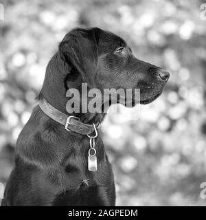 Contre un arrière-plan flou soft-centré, un jeune Labrador est distrait à l'extérieur lors de la formation, de l'oreille ayant ramassé le son d'un autre chien. Banque D'Images