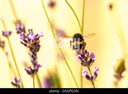 Un bourdon sur une fleur de lavande attaquer la collecte du pollen. Banque D'Images
