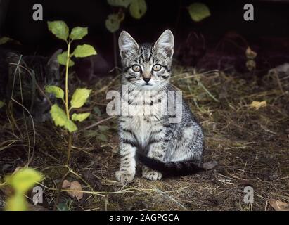 Un beau petit chaton blanc rayé gris moustachu est assis sur l'herbe. Chaton intéressé et méfiant a l'air. Les chats de la rue. Banque D'Images