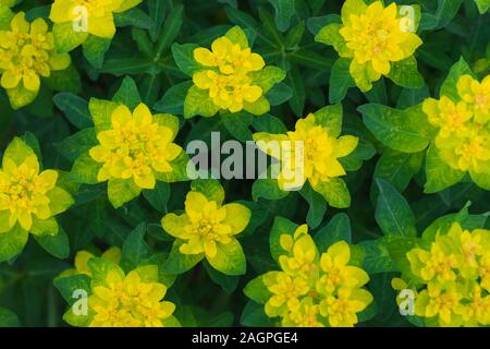 Fleurs jaune vif de texture. Motif floral, arrière-plan, l'ornement. Euphorbia epithymoides euphorbe coussin ou dans le jardin d'été. Banque D'Images