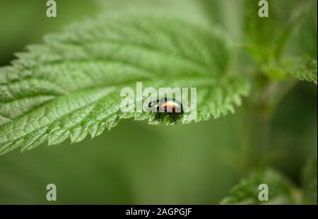 Belle asiatique avec des ailes brillantes de près. Chrysolina fastuosa sur fond vert sur une feuille d'ortie. Insecte. Vue de côté, la macro. Banque D'Images