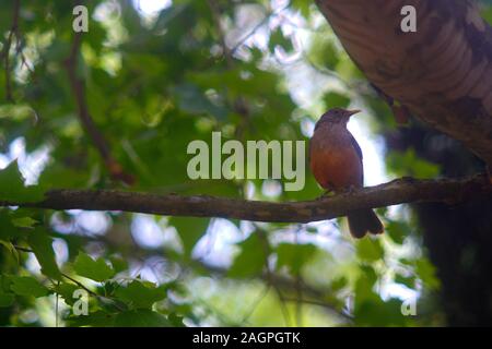 Capture sélective d'un flycatcher de l'ancien monde dans le milieu de la forêt Banque D'Images