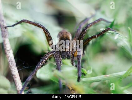 Dolomedes fimbriatus, pêche, raft spider spider, araignée d'eau, pisaura dans l'herbe sur fond vert. Big spider, vit près de l'eau. Banque D'Images