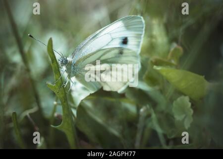 Papillon de chou blanc est assis sur une feuille de pissenlit vert sur un fond flou. De la famille des Pieridae Pieris rapae. De grandes ailes blanches avec point noir Banque D'Images