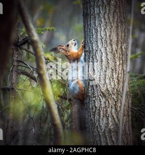L'écureuil roux grimpe un arbre dans la forêt sur un fond vert. Fourrure orange gris. Un petit rongeur à queue pelucheuse. Forêt de printemps. Vue de côté. Banque D'Images