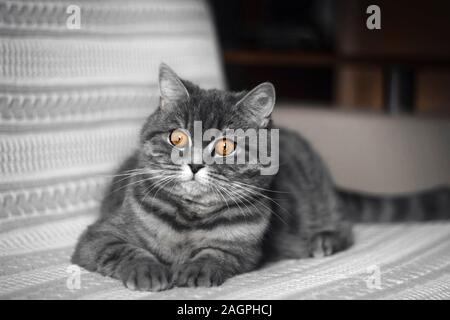 Fat Cat Funny écossais tout droit sur le divan. Un beau chat gris rayé noir est posé. Scottish straight cat ressemble curieusement surpris. Lo Banque D'Images