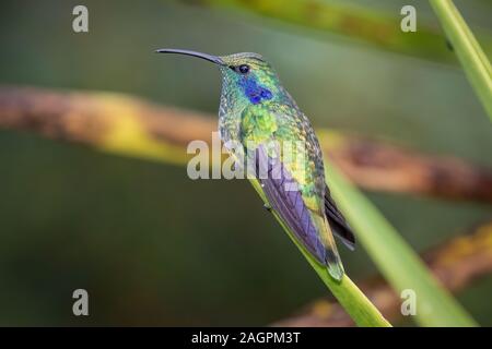 Une moindre Violetear (Colibri cyanotus) dans la région de San Gerardo de dota du Costa Rica. Banque D'Images