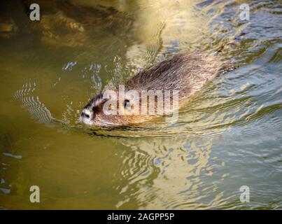 Le ragondin ragondin (également connu sous le nom latin Myocastor coypus) sur le bord de rivière, dans l'eau piscine, avec le mouvement d'ondulation. Coller le nez hors de l'eau Banque D'Images