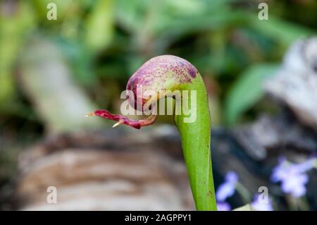 Sydney, Australie, close-up de Darlingtonia californica distinctif avec la langue de serpent feuilles fourchues Banque D'Images