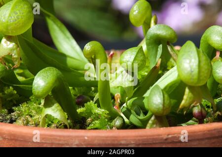 Sydney, Australie, close-up de Darlingtonia californica distinctif avec la langue de serpent feuilles fourchues Banque D'Images