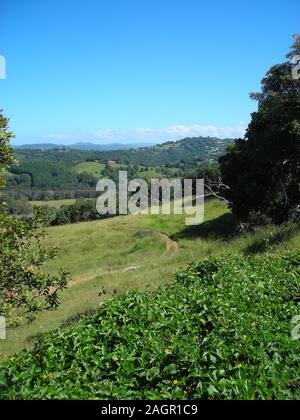 Rolling Green Hills dans la campagne autour de Bilambil une petite ville dans le nord-est de la Nouvelle-Galles du Sud, Australie. Banque D'Images