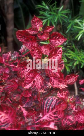 Iresine est un genre végétal de la famille d'amarante. Noms communs Bloodleaf, Beefsteak, betterave et gésier de poulet. Banque D'Images