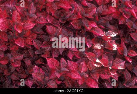 Iresine est un genre végétal de la famille d'amarante. Noms communs Bloodleaf, Beefsteak, betterave et gésier de poulet. Banque D'Images