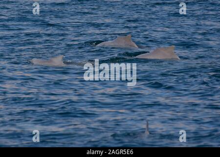 L'indo-pacifique les dauphins à bosse (Sousa chinensis), Oman Musandam dans près de Khasab dans les Fjords sautant dans et hors de l'eau par bateaux Dhow. Banque D'Images